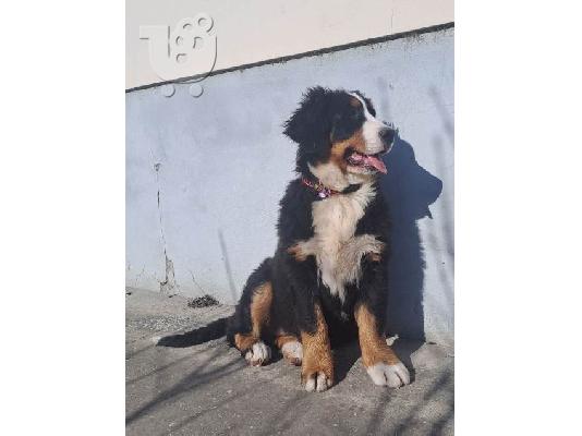 Κουτάβια σκυλιών του βουνού Bernese
